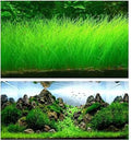 Short Hairgrass (Live Aquarium Plant)