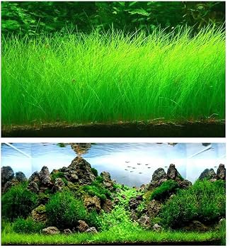 Short Hairgrass (Live Aquarium Plant)