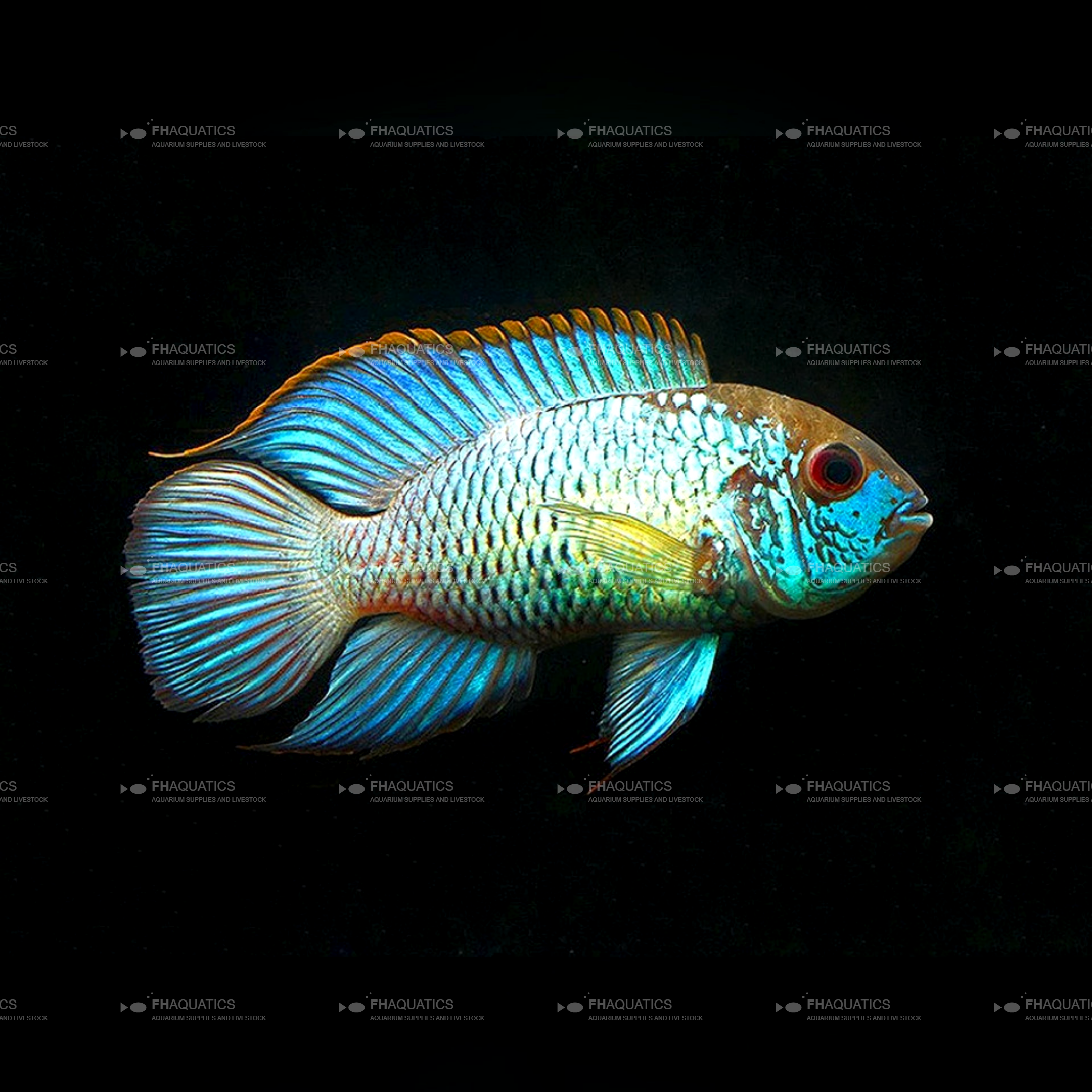 Blue Acara Cichlid (Live Aquarium Fish)