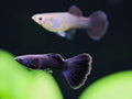 Exotic Black Moscow Guppy (Live Aquarium Fish)