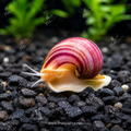 APPLE Snail