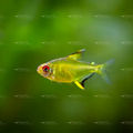 Lemon Tetra (Live Aquarium Fish)