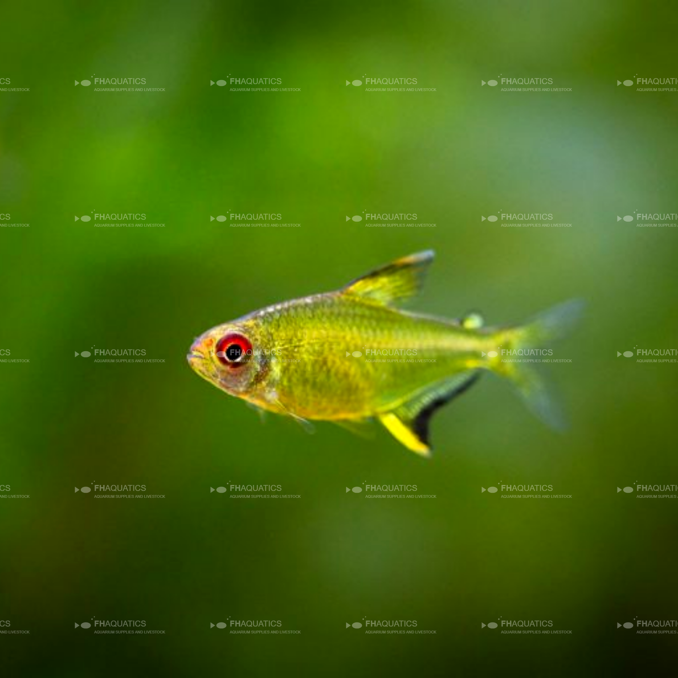 Lemon Tetra (Live Aquarium Fish)