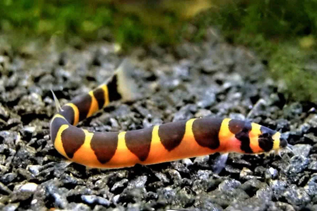 Kuhli Loach (Live Aquarium Fish)