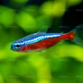 Cardinal Tetra (Live Aquarium Fish)