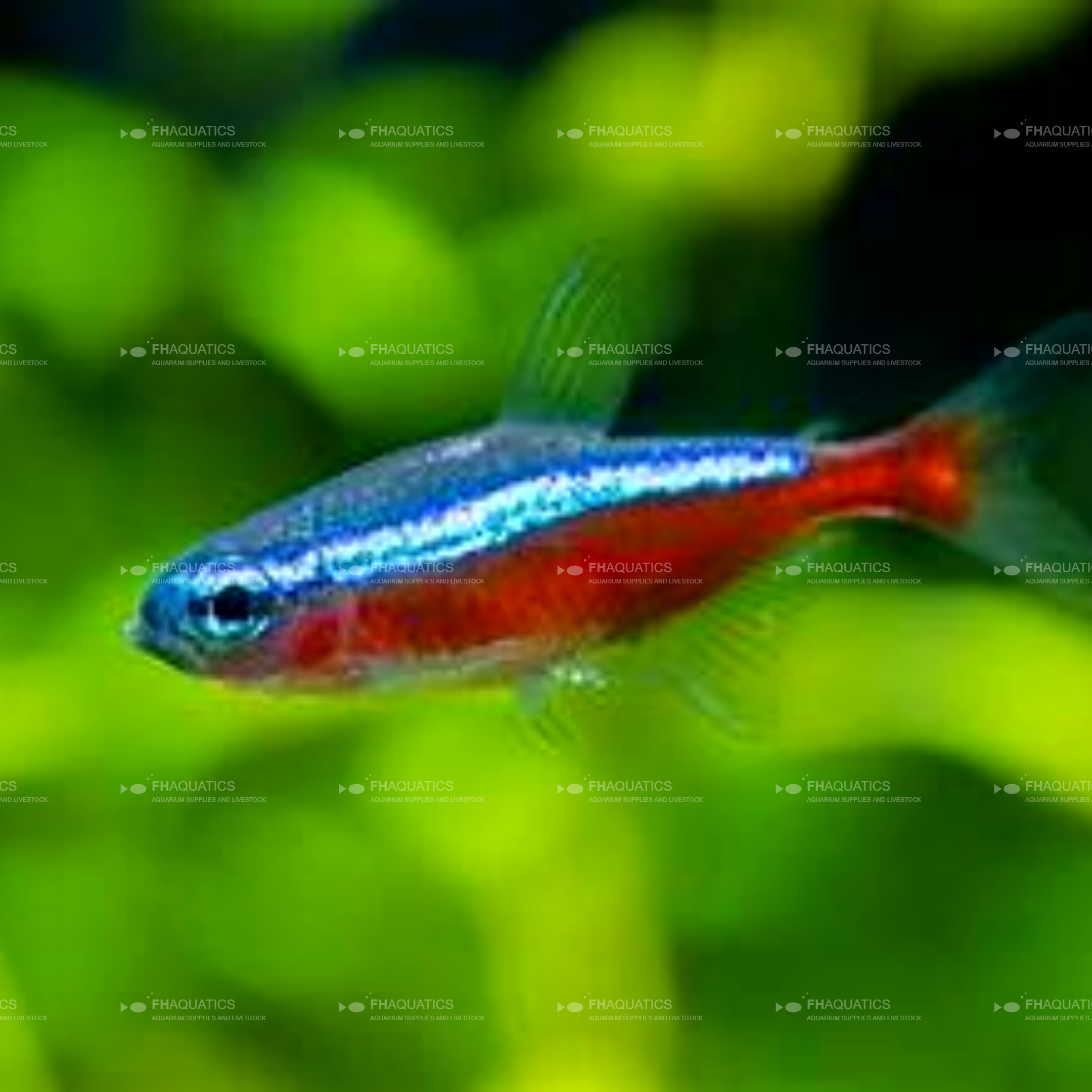 Cardinal Tetra (Live Aquarium Fish)