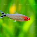 Rummy Nose Tetra (Live Aquarium Fish)