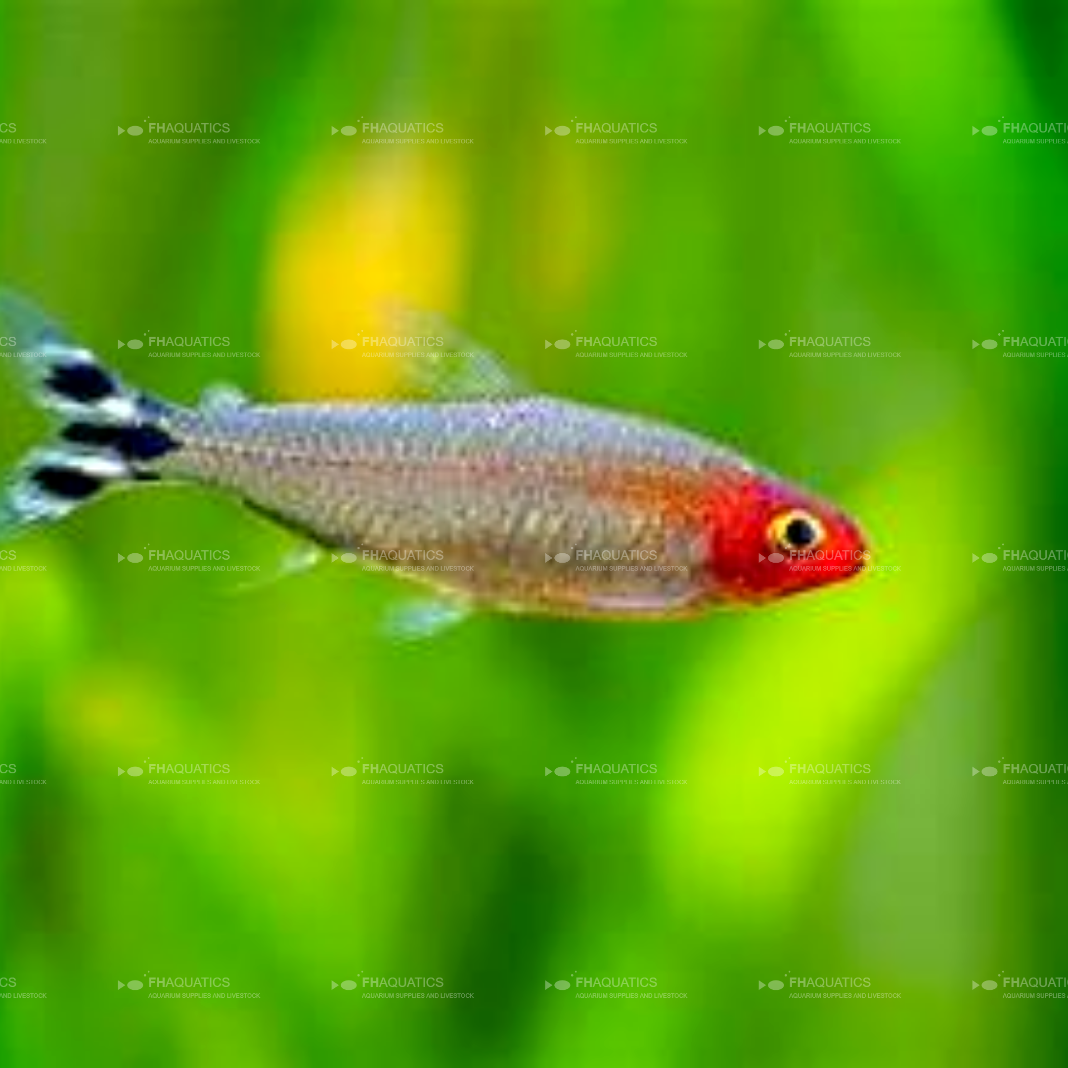 Rummy Nose Tetra (Live Aquarium Fish)
