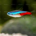 Neon Tetra (Live Aquarium Fish)