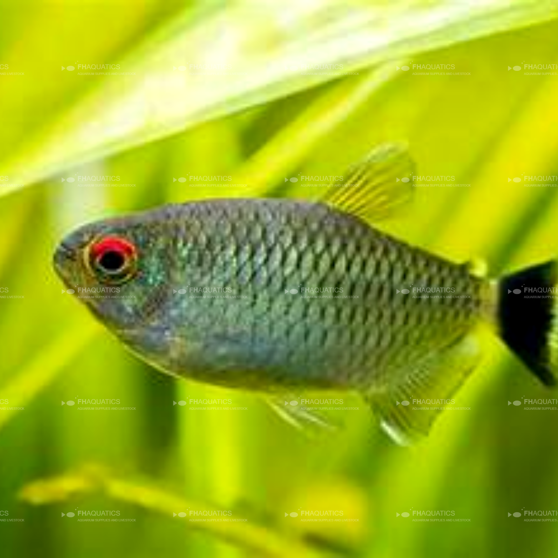 Red Eye Tetra (Live Aquarium Fish)