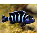 Damasoni Cichlid (Live Aquarium Fish)