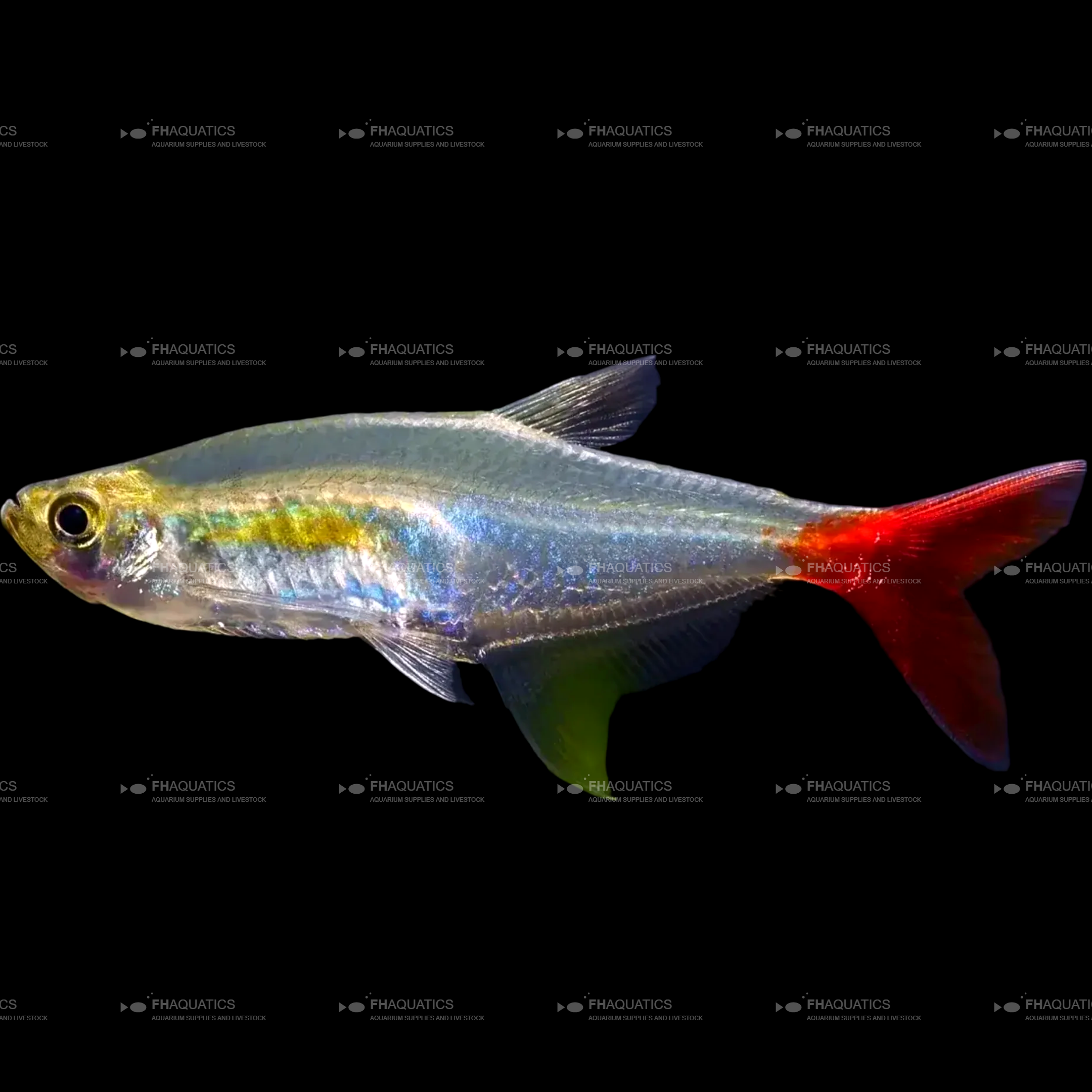 Bloodfin Tetra (Live Aquarium Fish)