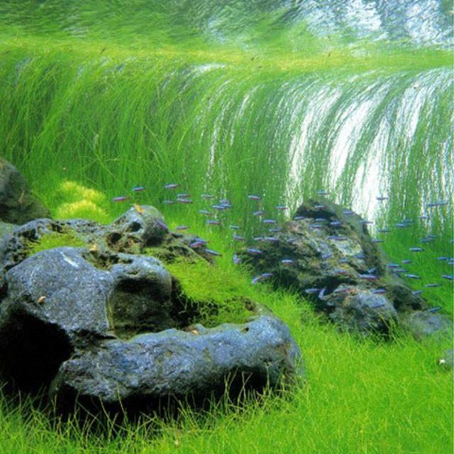 Long Hairgrass (Live Aquarium Plant)