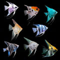 Angelfish (Live Aquarium Fish)