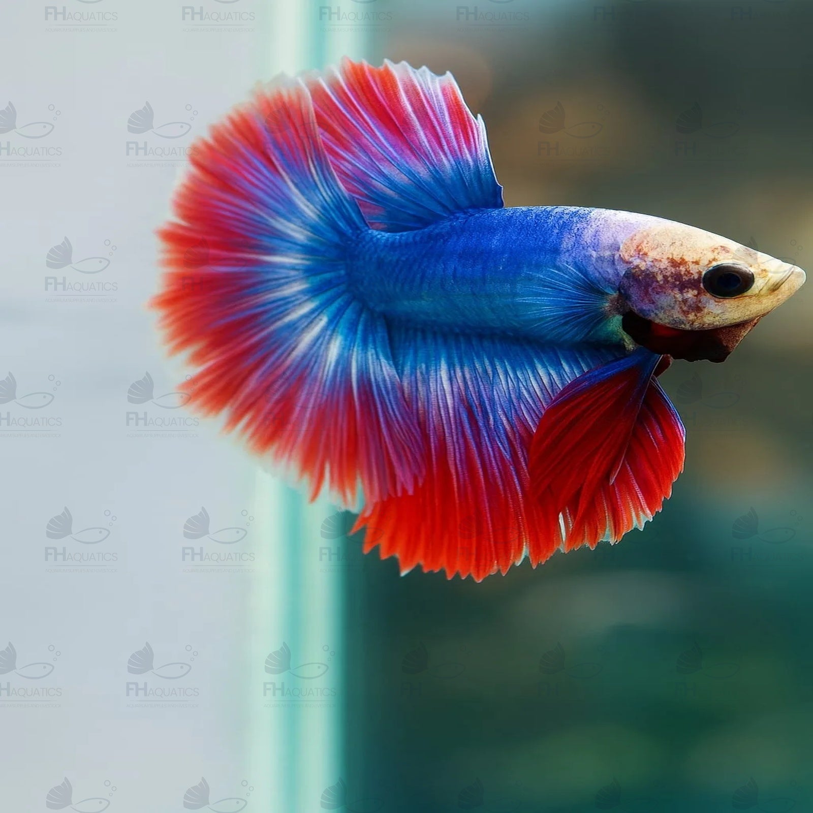Betta Halfmoon