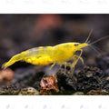 Yellow Neocaridina Shrimp