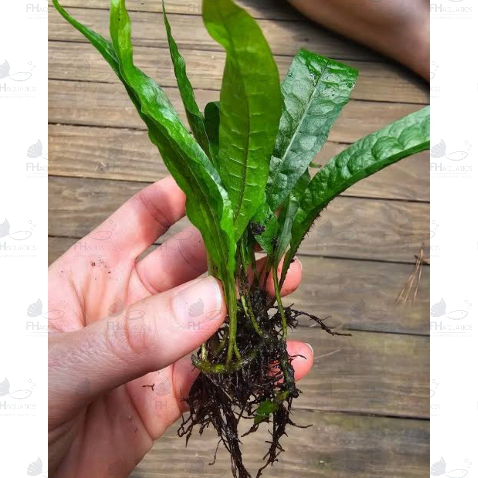 Java Fern (Live Aquarium Plant)