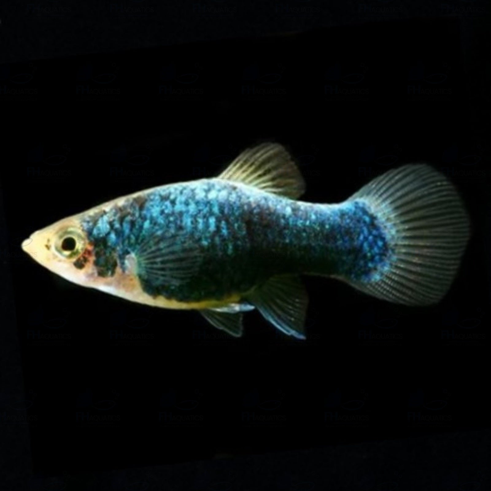 Green Platy