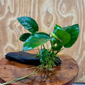 Anubias Barteri (Live Aquarium Plant)