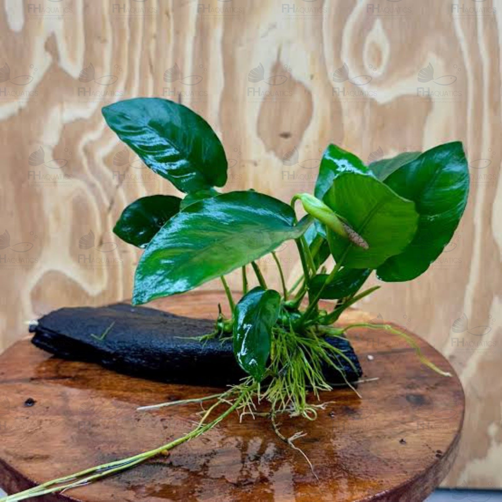 Anubias Barteri (Live Aquarium Plant)