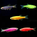 Zebra Danio