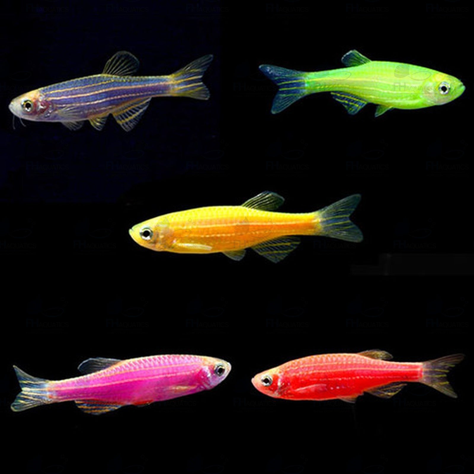 Zebra Danio