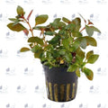 Ludwigia Repens (Live Aquarium Plant)