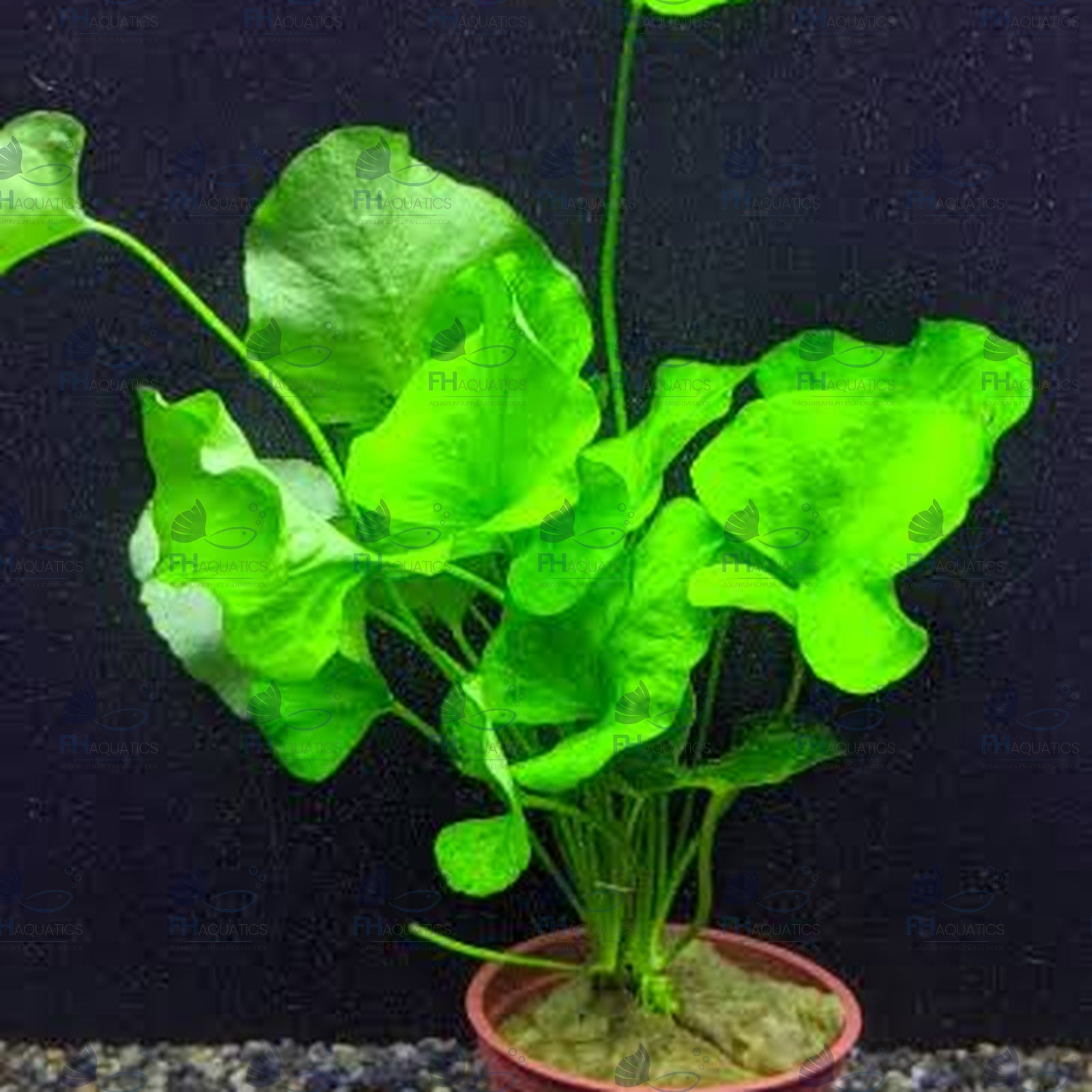 Taiwan Lily (Live Aquarium Plant)