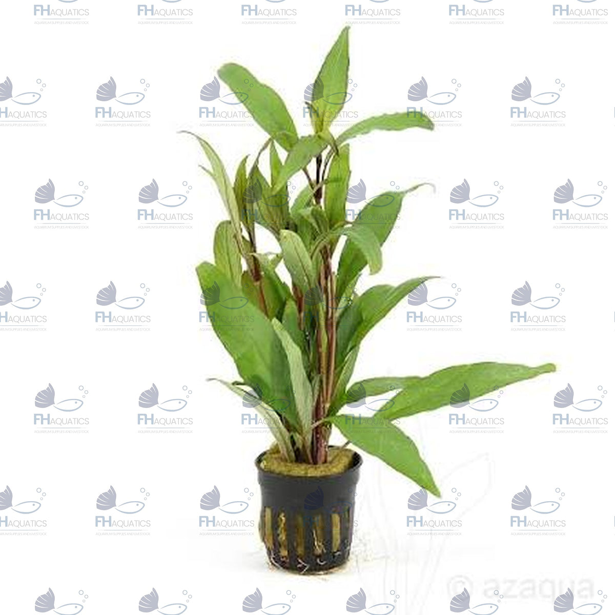 Hygrophila Angustifolia (Live Aquarium Plant)