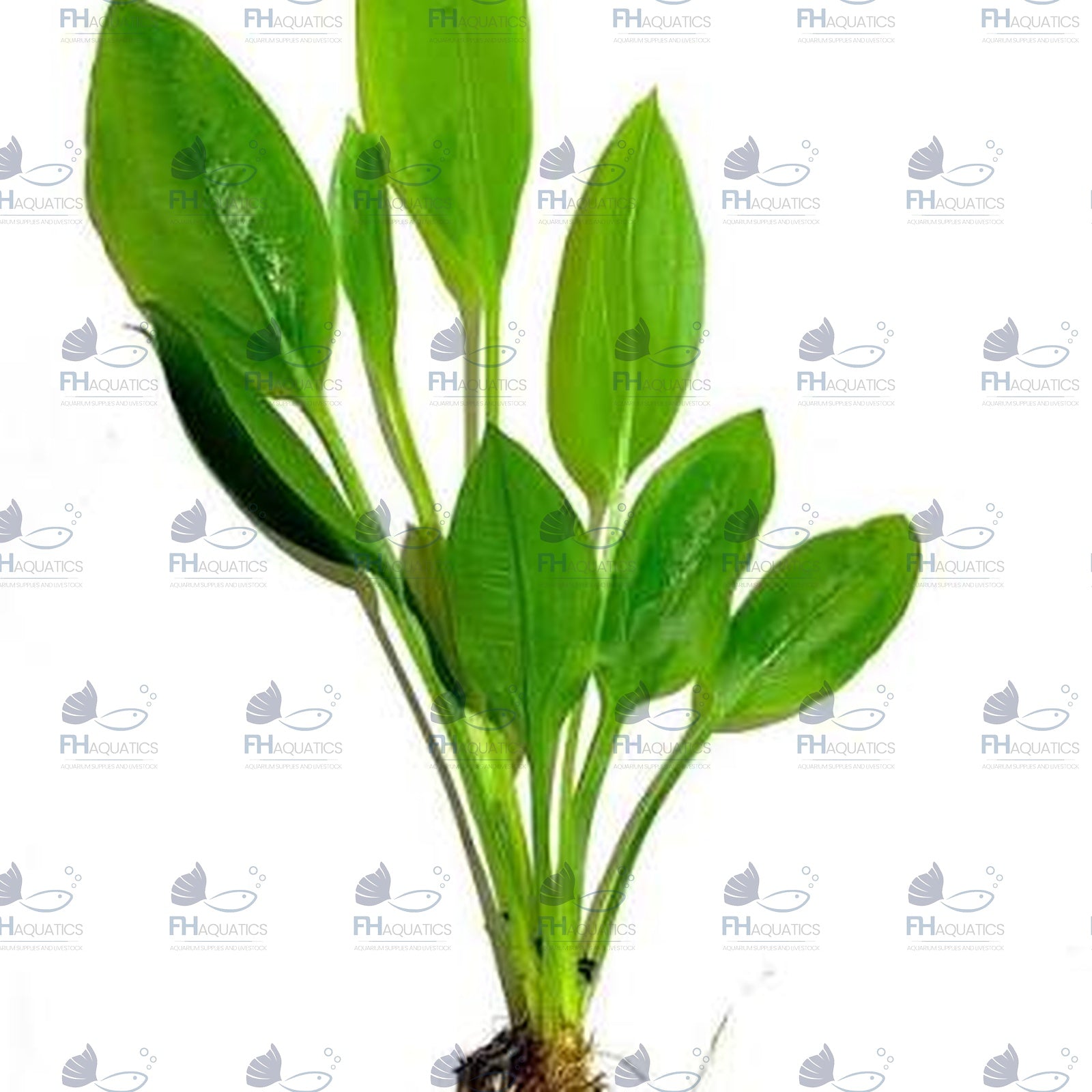 Amazon Sword (Live Aquarium Plant)