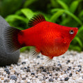 Red Balloon Platy
