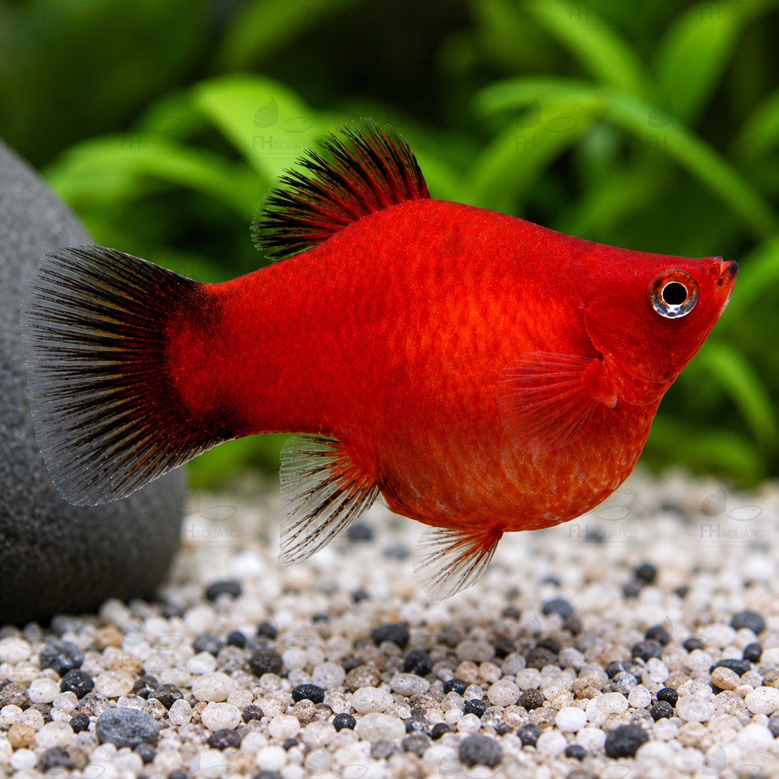 Red Balloon Platy