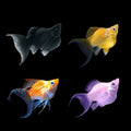 Balloon Molly (Live Aquarium Fish)