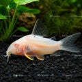 Albino Corydoras