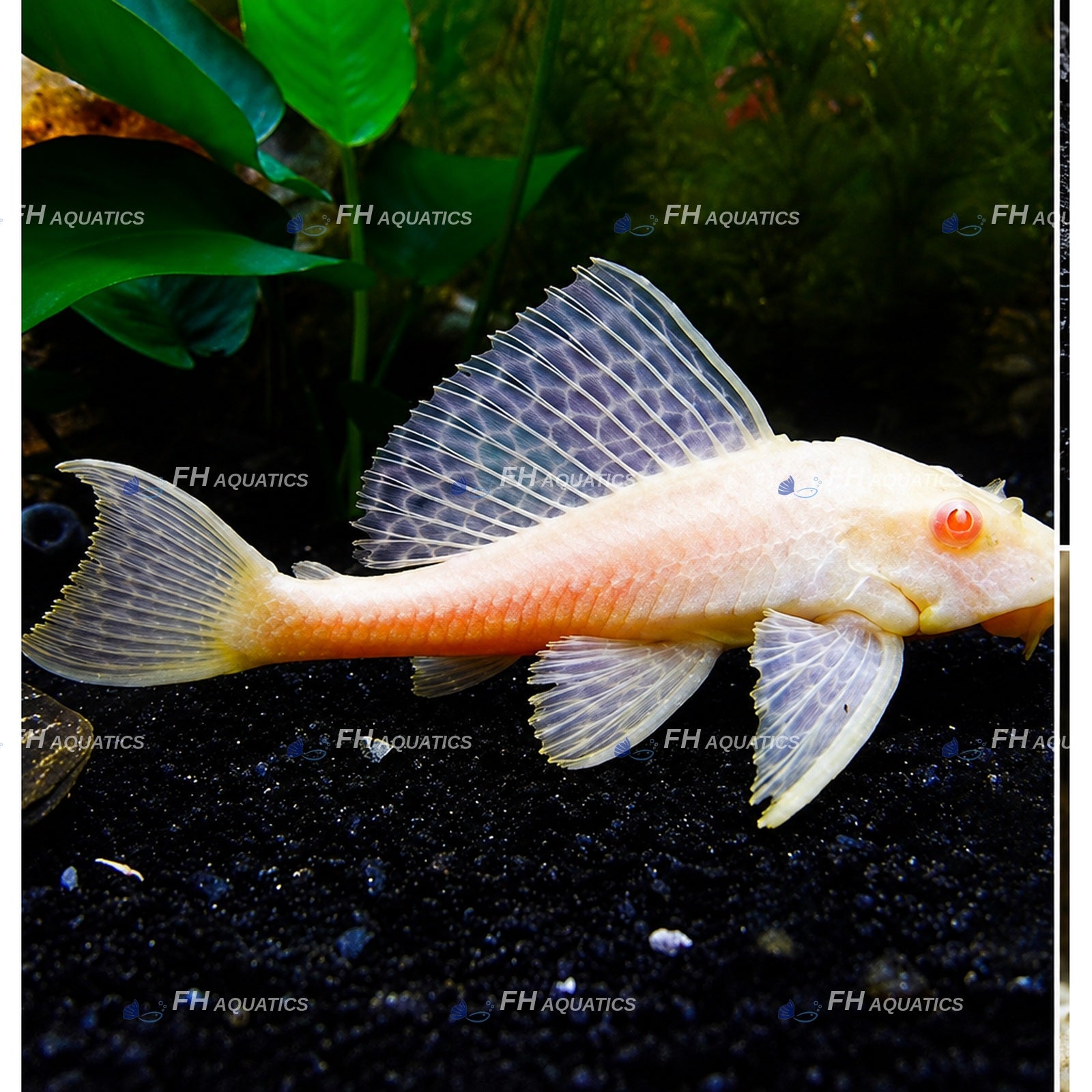 Common Pleco
