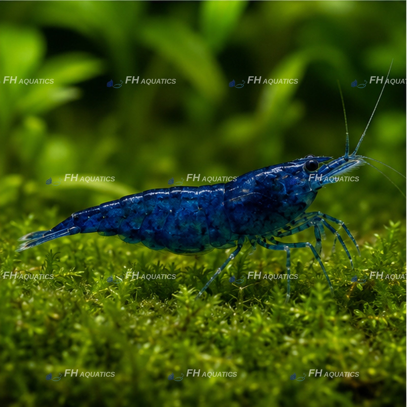 Blue Dream Shrimp