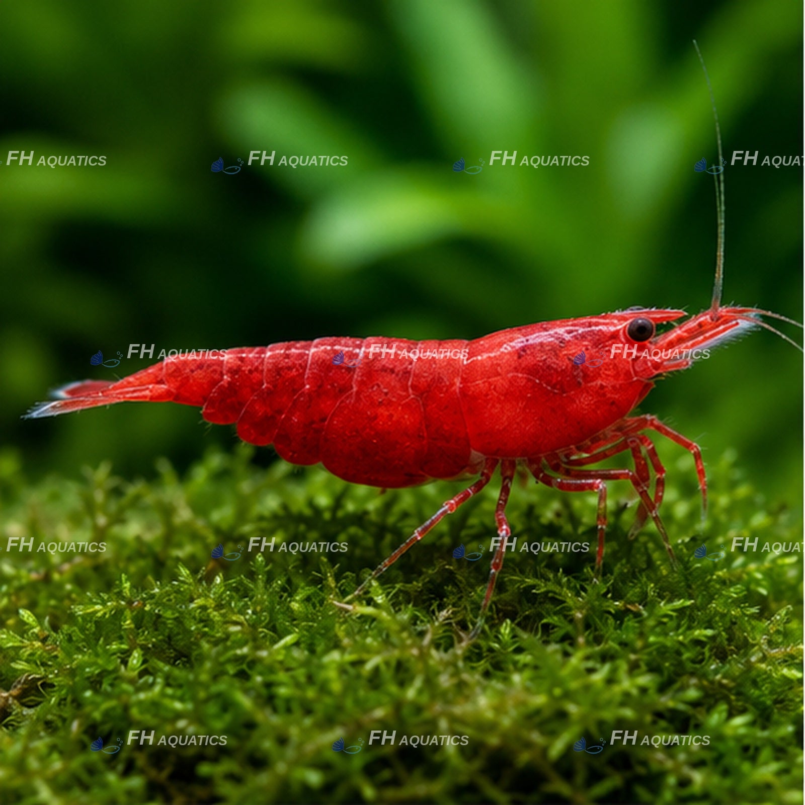 Cherry Shrimp