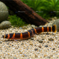 Kuhli Loach (Live Aquarium Fish)