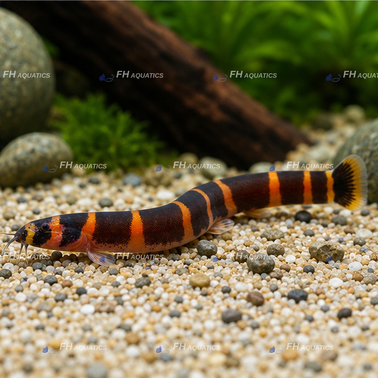 Kuhli Loach (Live Aquarium Fish)