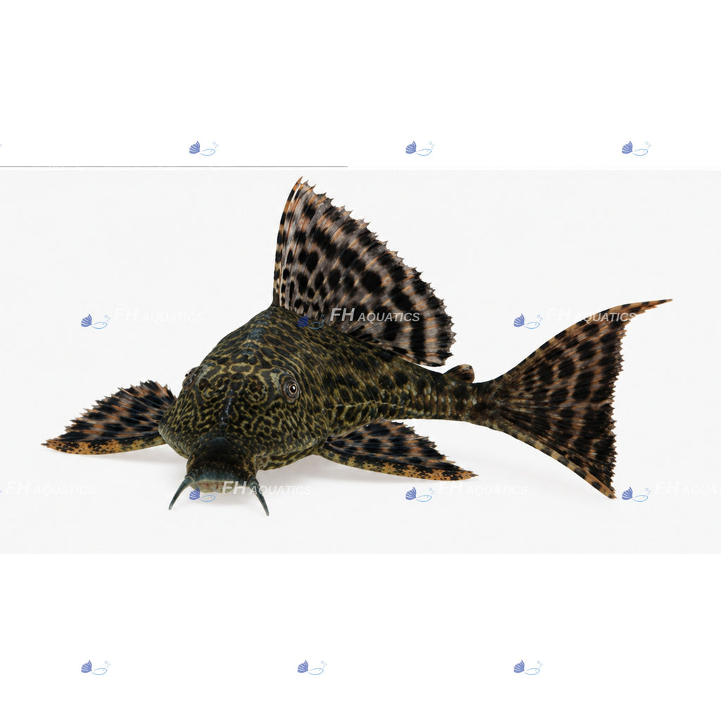 Common Pleco