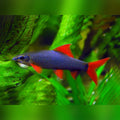 Rainbow Shark (Live Aquarium Fish)