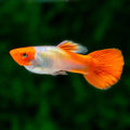 Koi Guppy (Live Aquarium Fish)