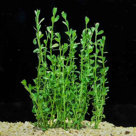 Bacopa Monnieri (Live Aquarium Plant)