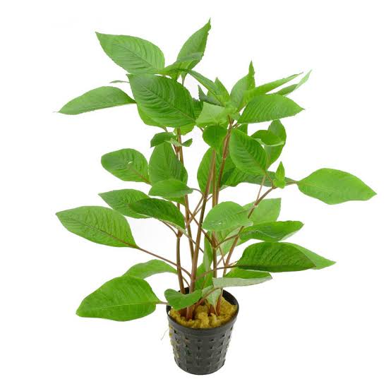 Hygrophila Corymbosa (Live Aquarium Plant)