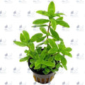 Hygrophila Polysperma (Live Aquarium Plant)