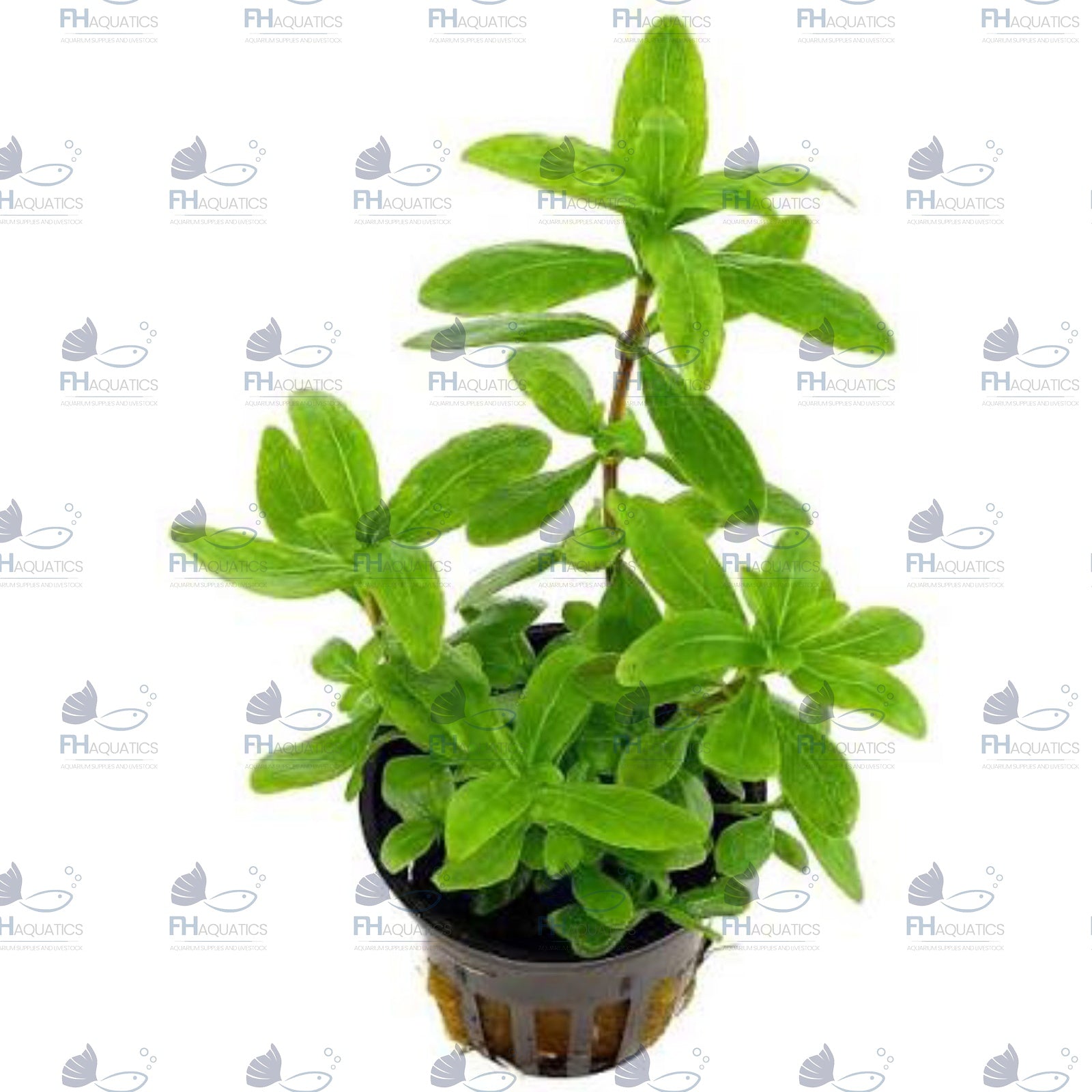 Hygrophila Polysperma (Live Aquarium Plant)