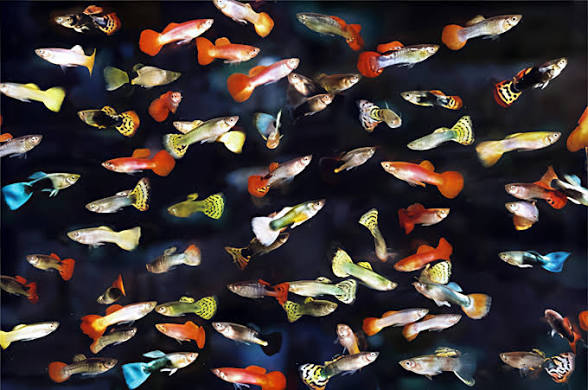 Guppy