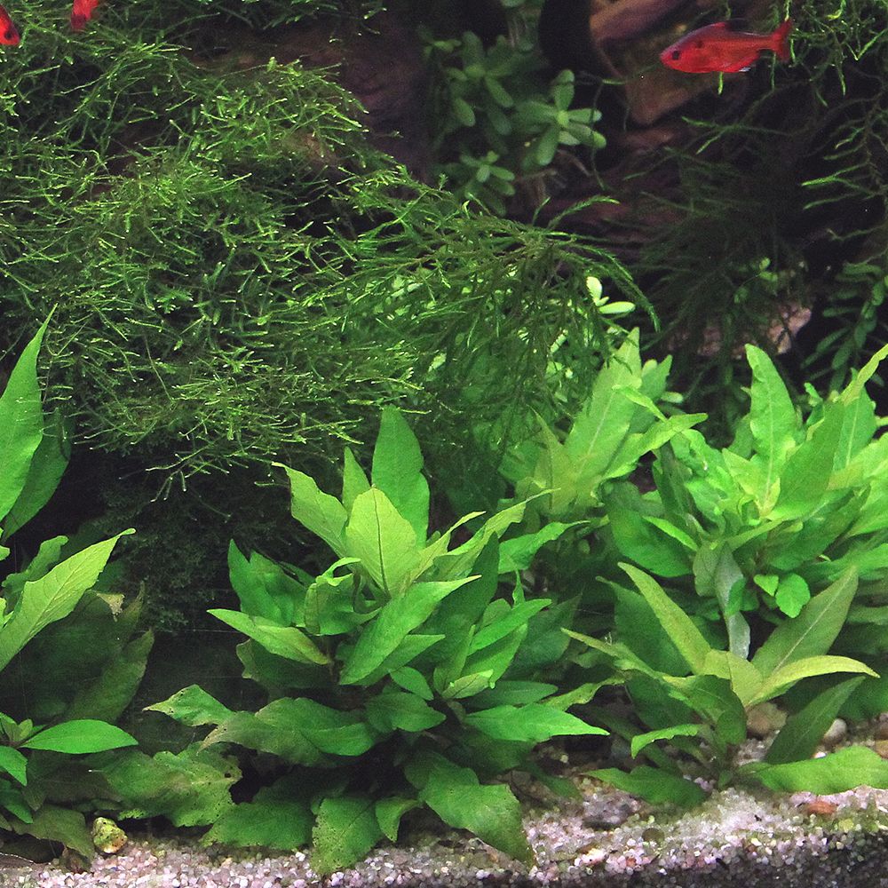 Hygrophila Corymbosa (Live Aquarium Plant)