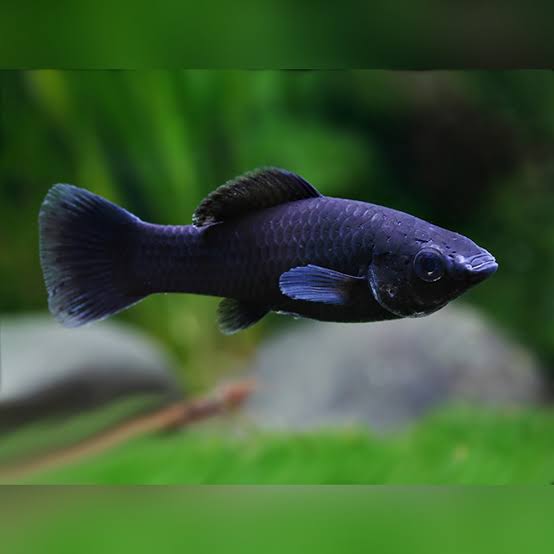 Black Molly