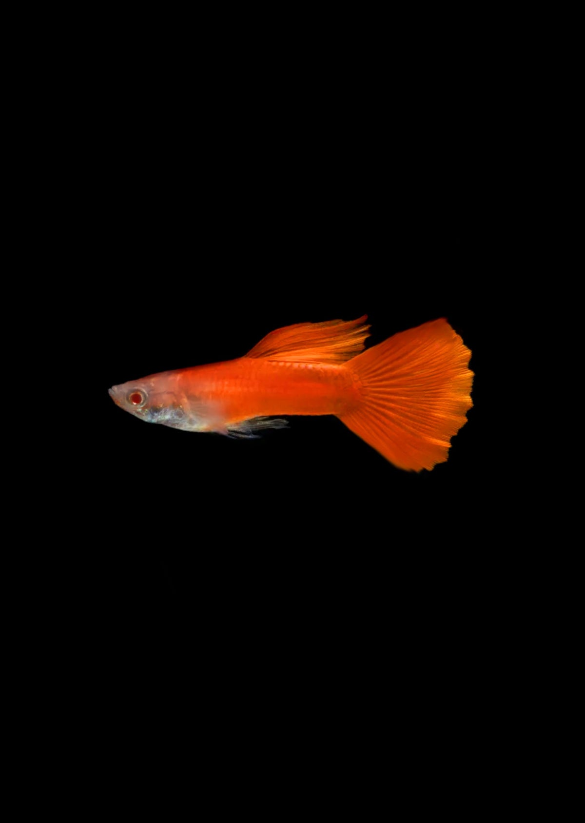 Red Velvet Albino Guppy (Live Aquarium Fish)
